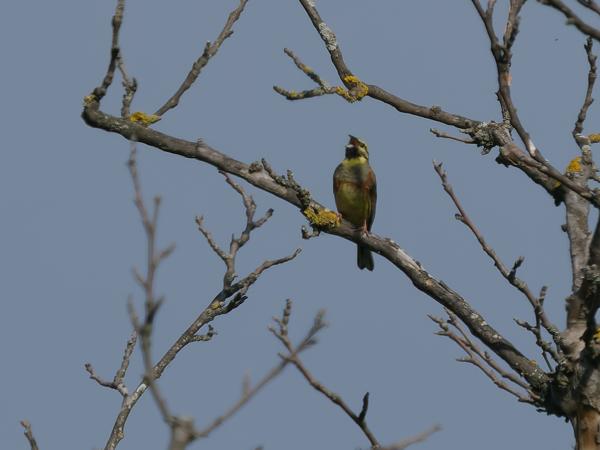 <h3><a href="/trips/Greece/biota/animalia/chordata/aves/040 passeriformes/126 emberizidae/emberiza cirlus/emberiza cirlus-nl.html">Emberiza&nbsp;cirlus</a> / Cirl&nbsp;bunting / Cirlgors</h3>OM-1 Mark II met OLYMPUS M.150-400mm F4.5 TC, 1/2000 sec  bij F5.6, ISO 250, afstand 70.3&nbsp;m